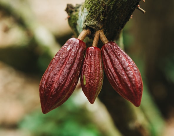 Cacao pod on tree