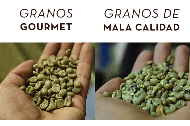 Infographic of gourmet green coffee beans versus bad beans