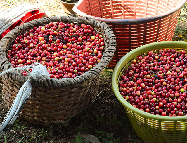 Ripe coffee cherries in large baskets