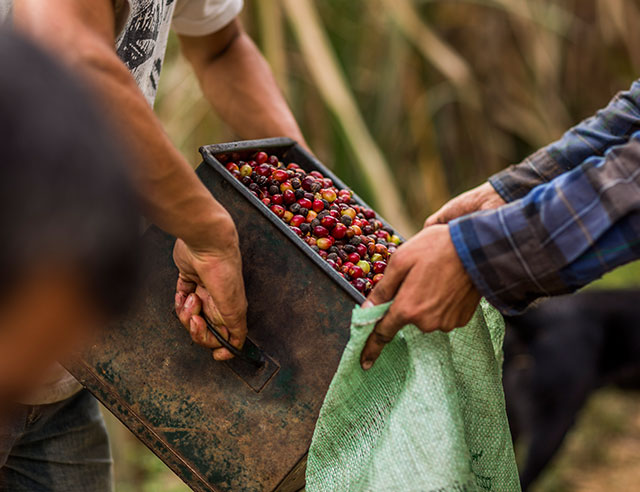 People dumping harvested coffee cherries into a bag